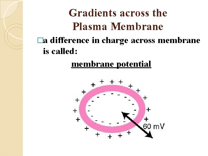 Gradients across the Plasma Membrane �a difference in charge across membrane is called: membrane
