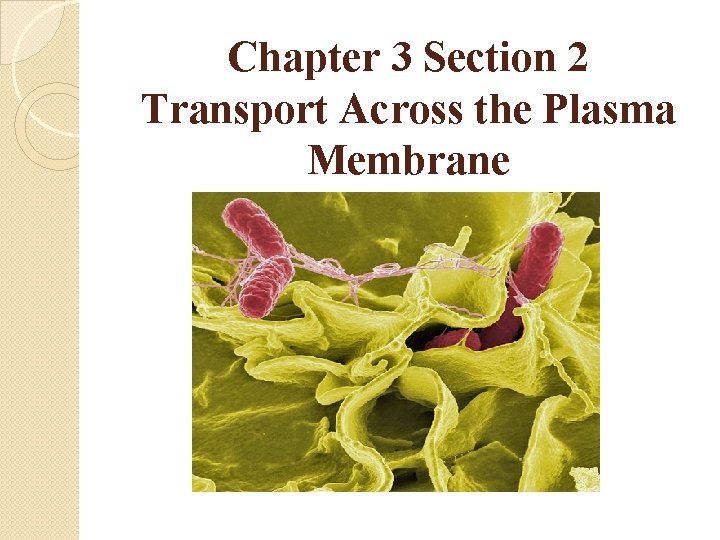 Chapter 3 Section 2 Transport Across the Plasma Membrane 