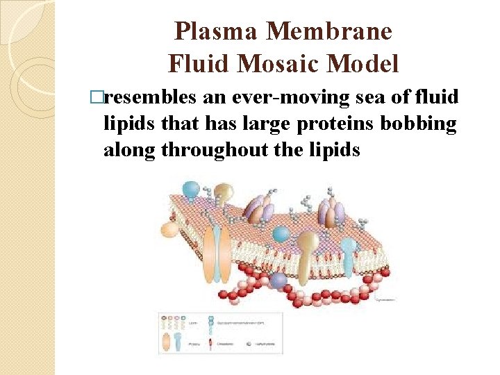 Plasma Membrane Fluid Mosaic Model �resembles an ever-moving sea of fluid lipids that has