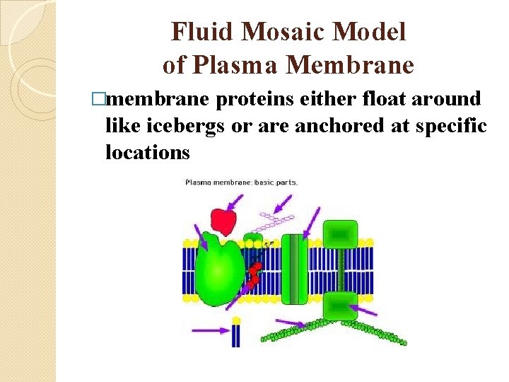 Fluid Mosaic Model of Plasma Membrane �membrane proteins either float around like icebergs or