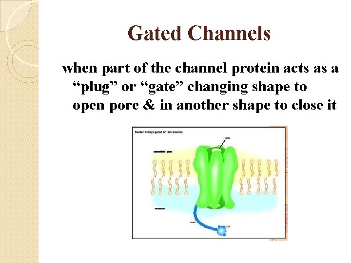 Gated Channels when part of the channel protein acts as a “plug” or “gate”