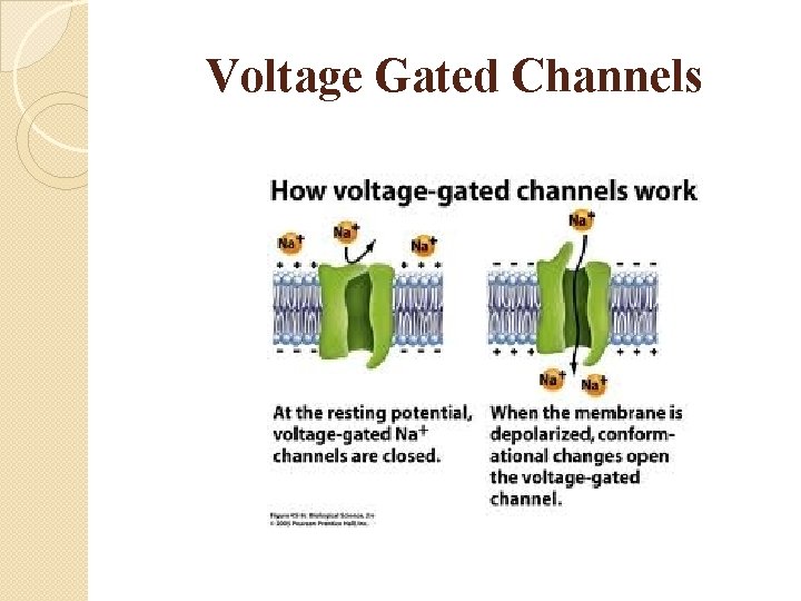 Voltage Gated Channels 
