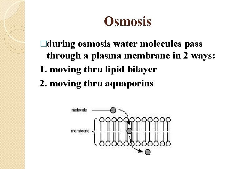 Osmosis �during osmosis water molecules pass through a plasma membrane in 2 ways: 1.