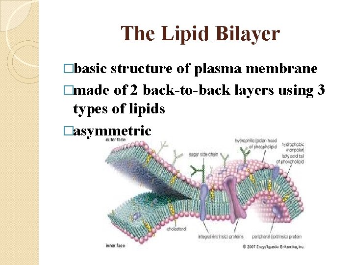 The Lipid Bilayer �basic structure of plasma membrane �made of 2 back-to-back layers using