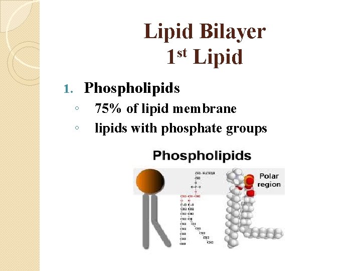 Lipid Bilayer 1 st Lipid Phospholipids 1. ◦ ◦ 75% of lipid membrane lipids