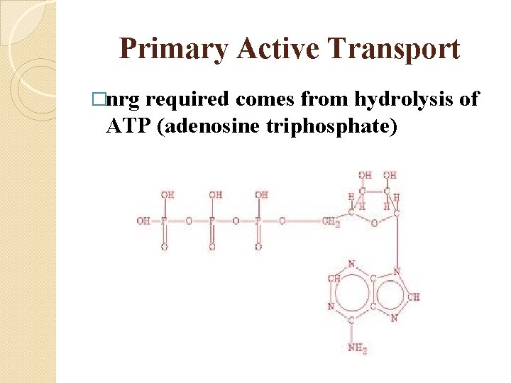 Primary Active Transport �nrg required comes from hydrolysis of ATP (adenosine triphosphate) 
