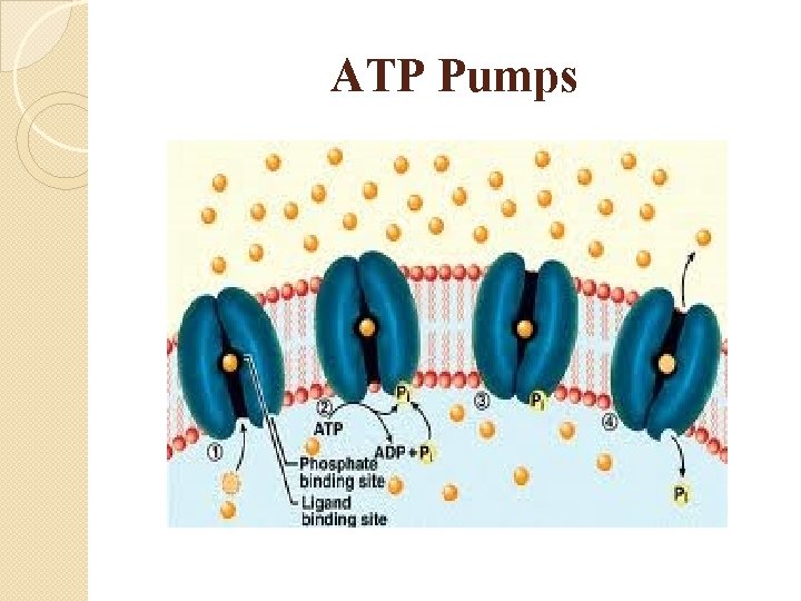 ATP Pumps 