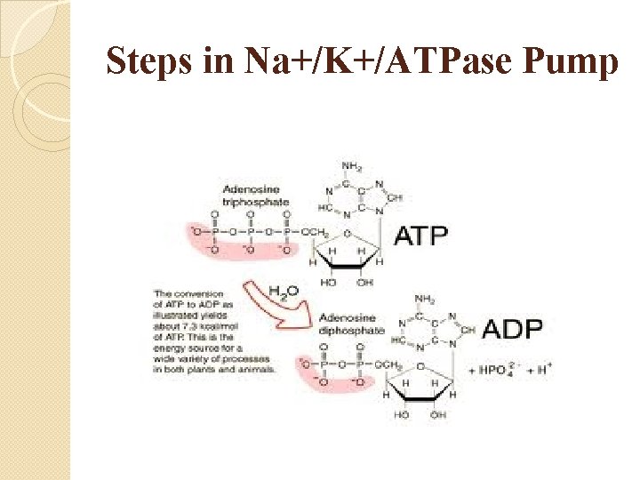 Steps in Na+/K+/ATPase Pump 