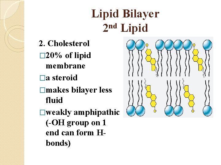 Lipid Bilayer 2 nd Lipid 2. Cholesterol � 20% of lipid membrane �a steroid
