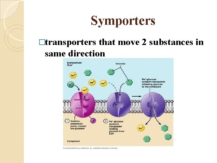 Symporters �transporters that move 2 substances in same direction 