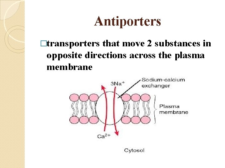 Antiporters �transporters that move 2 substances in opposite directions across the plasma membrane 