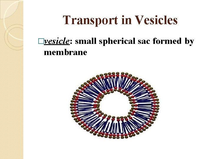 Transport in Vesicles �vesicle: small spherical sac formed by membrane 