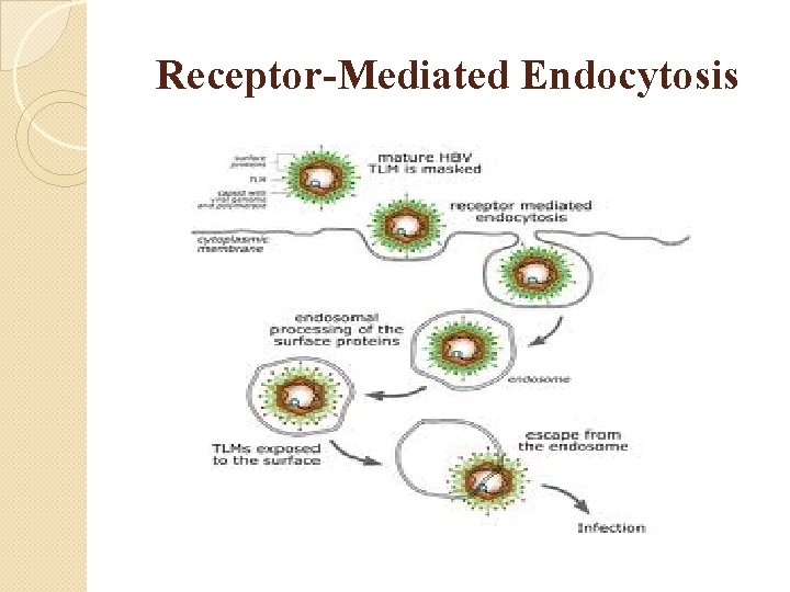 Receptor-Mediated Endocytosis 