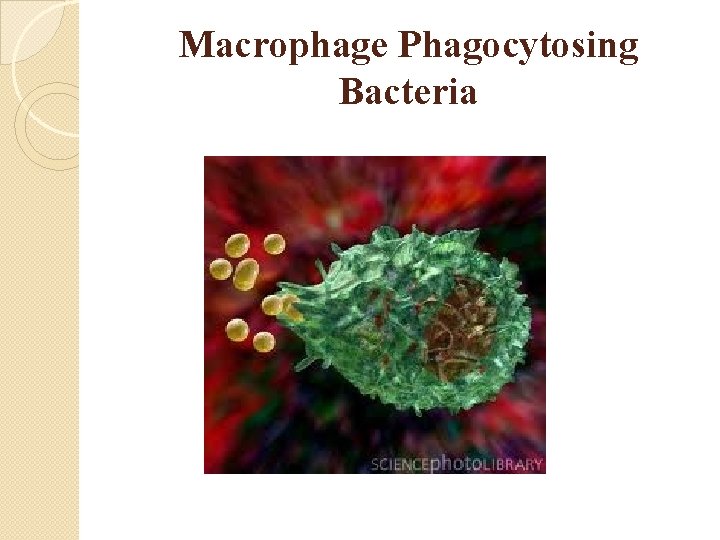 Macrophage Phagocytosing Bacteria 