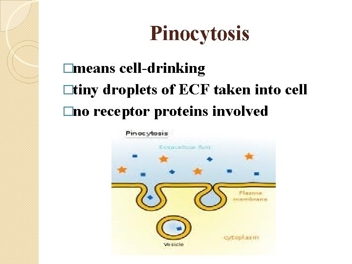 Pinocytosis �means cell-drinking �tiny droplets of ECF taken into cell �no receptor proteins involved