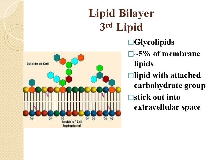 Lipid Bilayer 3 rd Lipid �Glycolipids �~5% of membrane lipids �lipid with attached carbohydrate