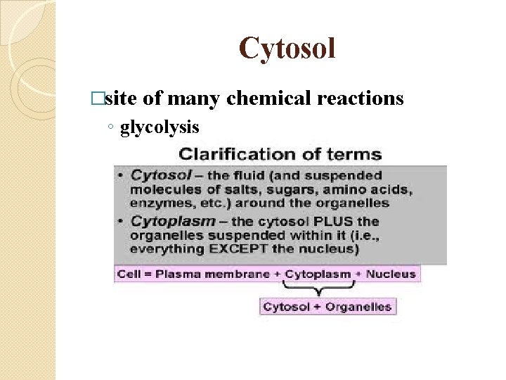 Cytosol �site of many chemical reactions ◦ glycolysis 