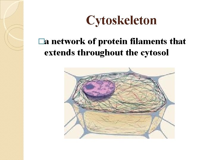 Cytoskeleton �a network of protein filaments that extends throughout the cytosol 