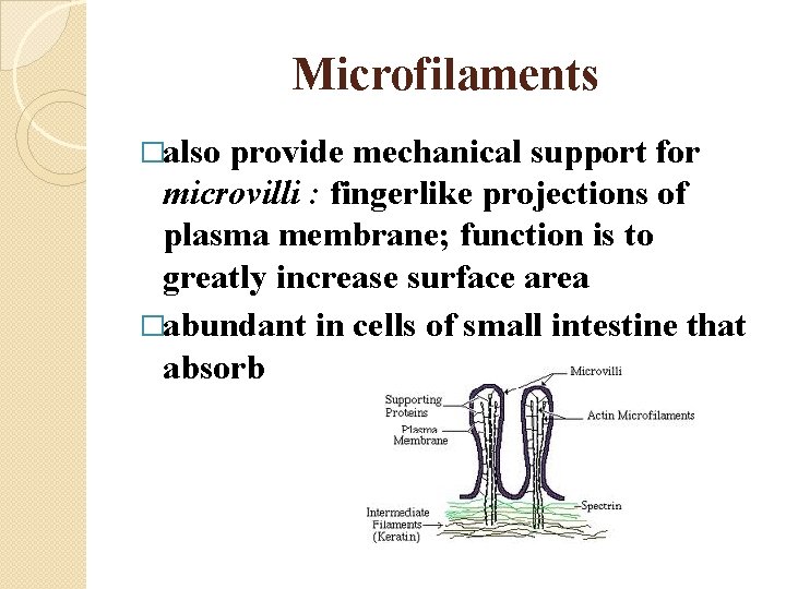 Microfilaments �also provide mechanical support for microvilli : fingerlike projections of plasma membrane; function