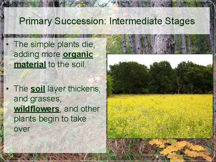 Primary Succession: Intermediate Stages • The simple plants die, adding more organic material to