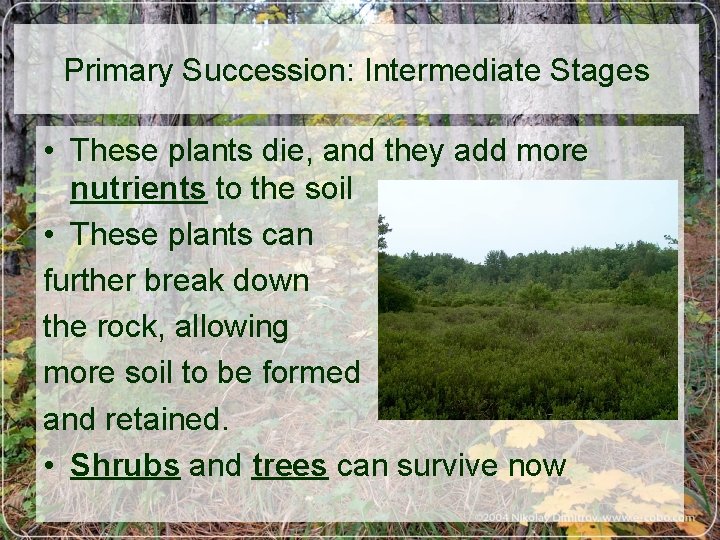 Primary Succession: Intermediate Stages • These plants die, and they add more nutrients to