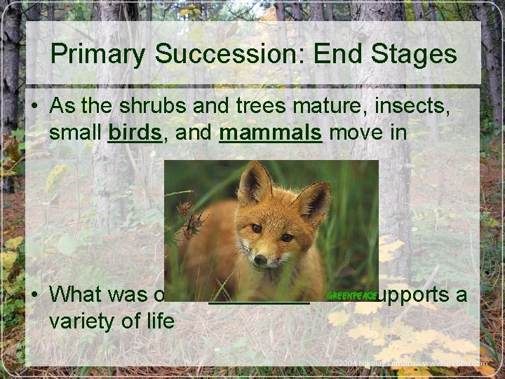 Primary Succession: End Stages • As the shrubs and trees mature, insects, small birds,