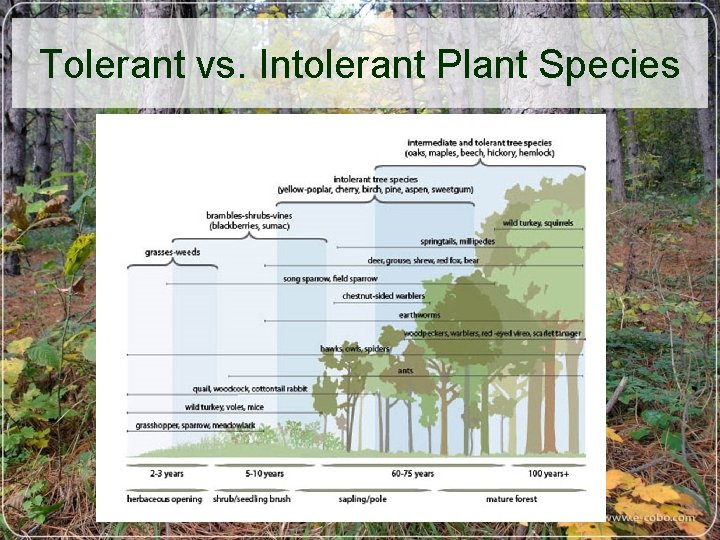 Tolerant vs. Intolerant Plant Species 