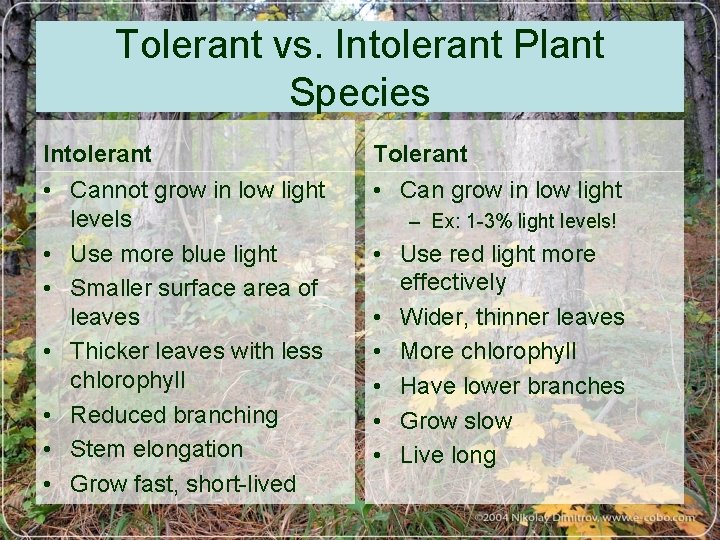 Tolerant vs. Intolerant Plant Species Intolerant • Cannot grow in low light levels •