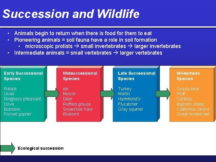 Succession and Wildlife • Animals begin to return when there is food for them