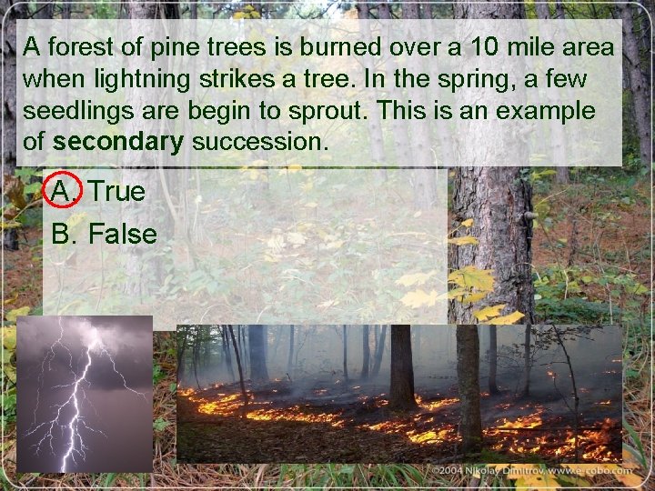 A forest of pine trees is burned over a 10 mile area when lightning