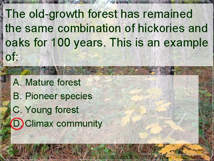 The old-growth forest has remained the same combination of hickories and oaks for 100