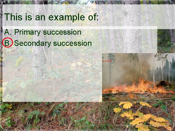 This is an example of: A. Primary succession B. Secondary succession 1 -2 yrs