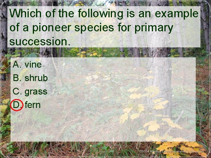 Which of the following is an example of a pioneer species for primary succession.