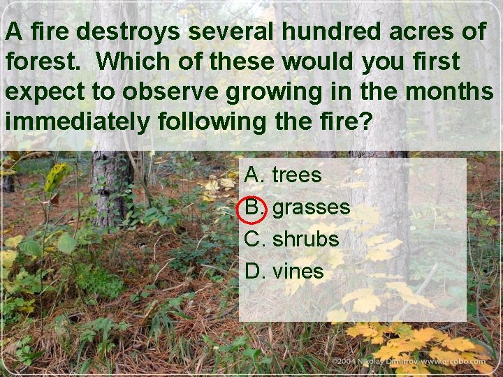 A fire destroys several hundred acres of forest. Which of these would you first