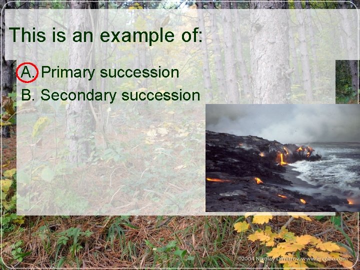 This is an example of: A. Primary succession B. Secondary succession 