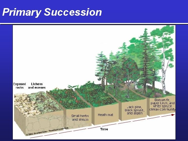 Primary Succession 