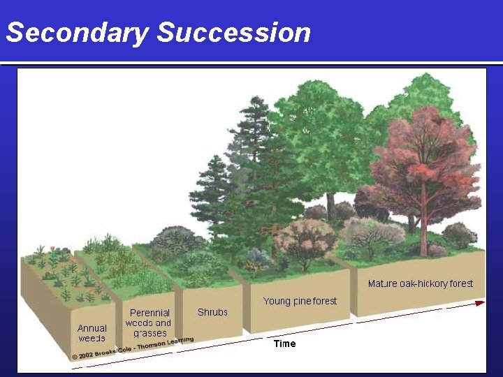 Secondary Succession 