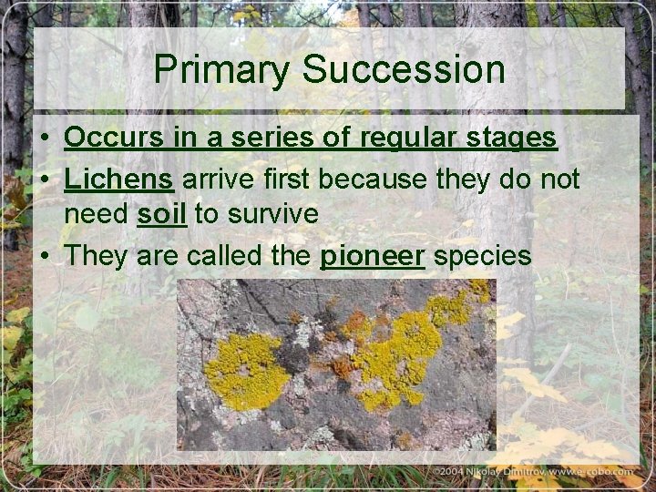 Primary Succession • Occurs in a series of regular stages • Lichens arrive first