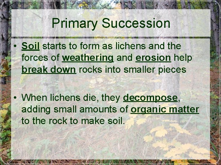 Primary Succession • Soil starts to form as lichens and the forces of weathering