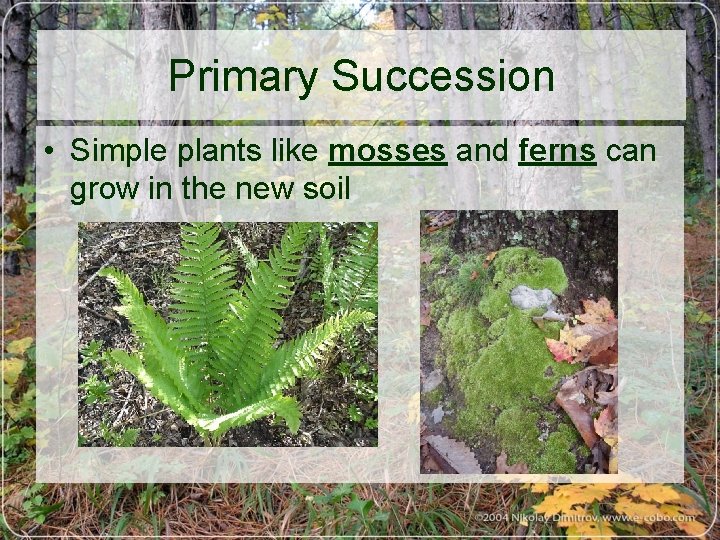 Primary Succession • Simple plants like mosses and ferns can grow in the new