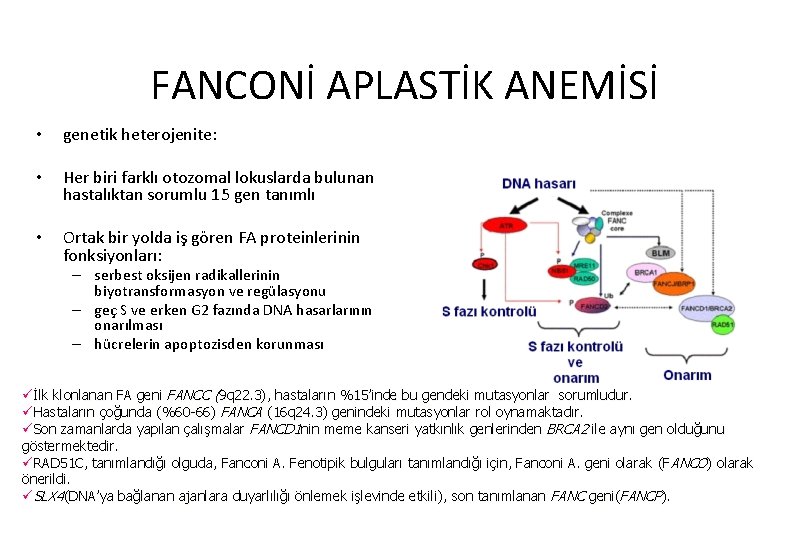 FANCONİ APLASTİK ANEMİSİ • genetik heterojenite: • Her biri farklı otozomal lokuslarda bulunan hastalıktan