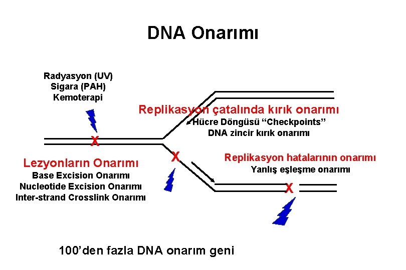 DNA Onarımı Radyasyon (UV) Sigara (PAH) Kemoterapi Replikasyon çatalında kırık onarımı Hücre Döngüsü “Checkpoints”