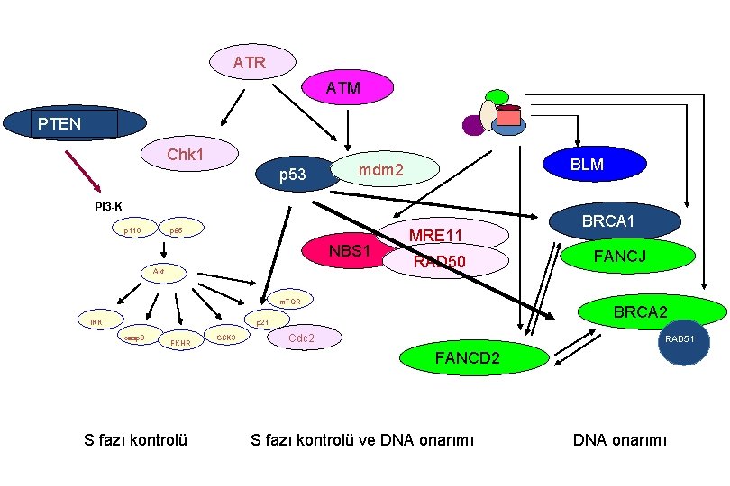 ATR ATM PTEN Chk 1 p 53 BLM mdm 2 PI 3 -K p