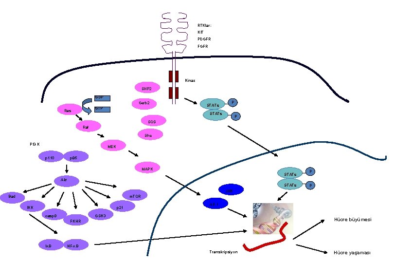 RTKlar: KIT PDGFR FGFR Kinaz SHP 2 GDP Gerb 2 GTP Ras STATs P