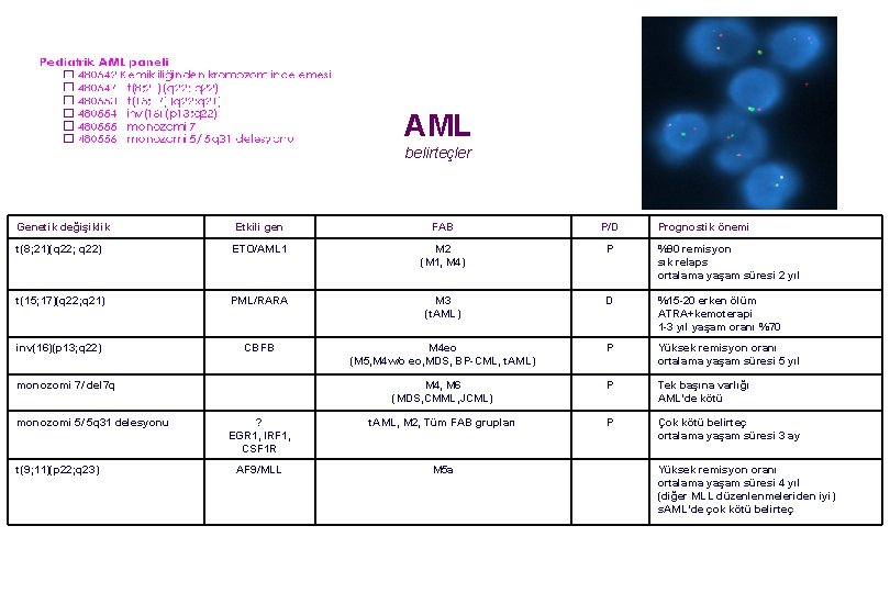 AML belirteçler Genetik değişiklik Etkili gen FAB P/D t(8; 21)(q 22; q 22) ETO/AML