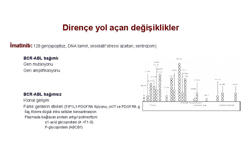 Dirençe yol açan değişiklikler İmatinib: 128 gen(apopitoz, DNA tamiri, oksidatif stressi azaltan, sentrozom) BCR-ABL