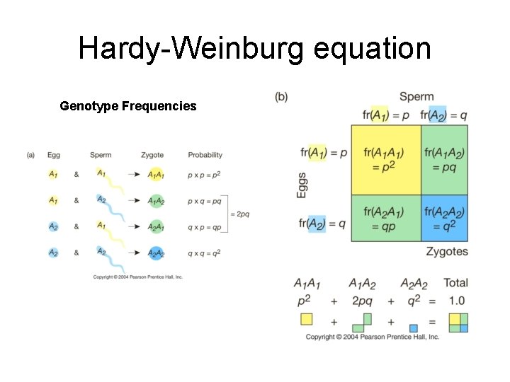 Hardy-Weinburg equation Genotype Frequencies 