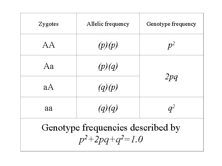 Zygotes Allelic frequency Genotype frequency AA (p)(p) p 2 Aa (p)(q) 2 pq a.