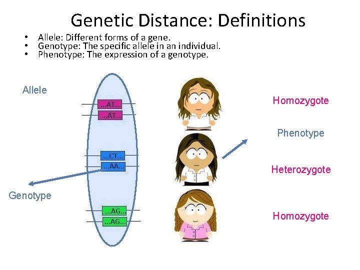 Genetic Distance: Definitions • Allele: Different forms of a gene. • Genotype: The specific