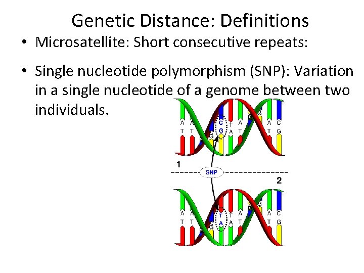 Genetic Distance: Definitions • Microsatellite: Short consecutive repeats: • Single nucleotide polymorphism (SNP): Variation